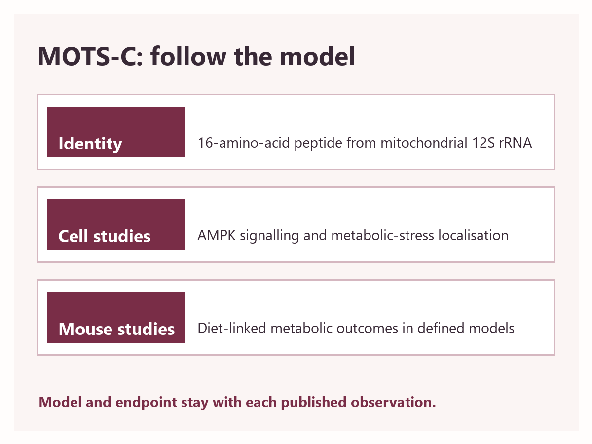 MOTS-C study map separating mitochondrial origin, cell signalling findings and mouse-model outcomes