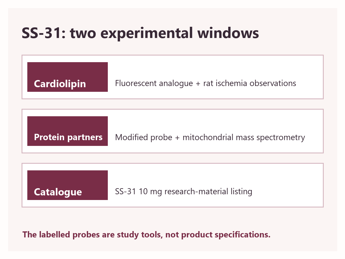 SS-31 research diagram separating cardiolipin and rat ischemia observations from protein-interaction mass-spectrometry findings